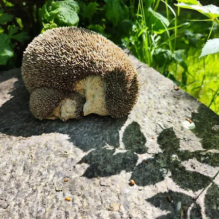 Desart School Garden Kilkenny