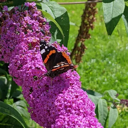 Desart School Garden *