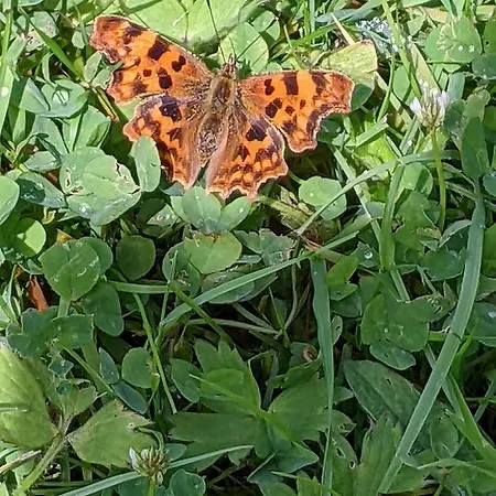 Desart School Garden Domek alpejski *