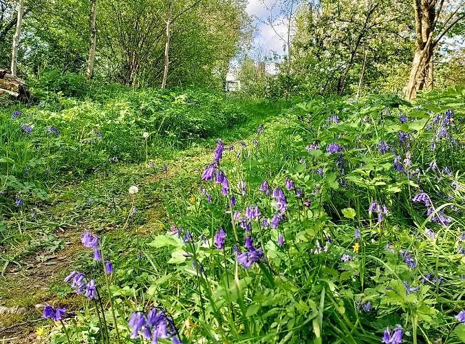 Desart School Garden * Килкенни