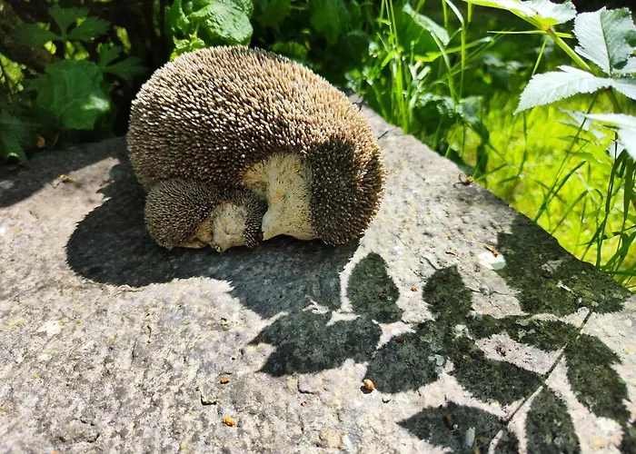 Desart School Garden Килкенни