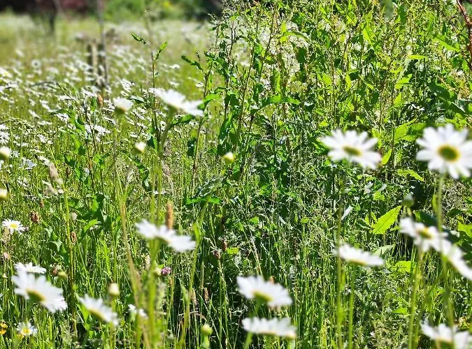 Chalet Desart School Garden *