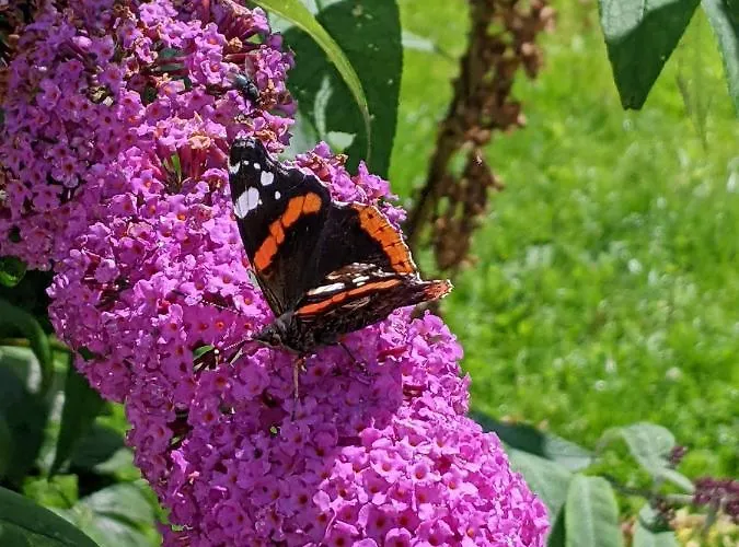 Desart School Garden *