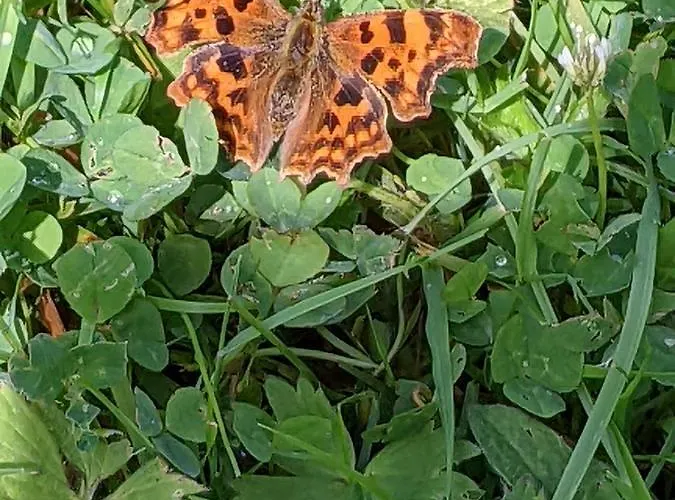 Desart School Garden Шале *